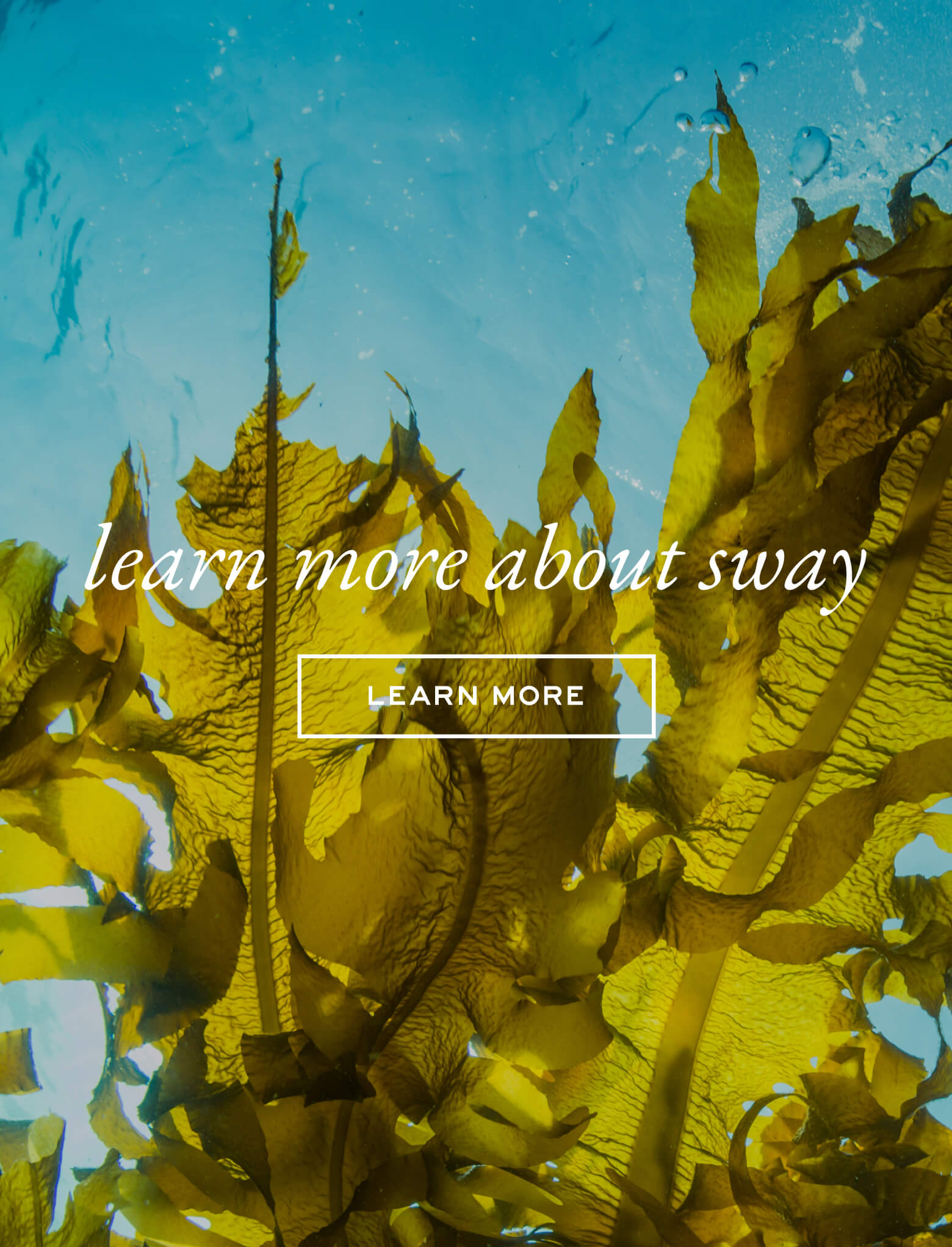 Learn More About Sway