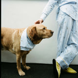 Dog wearing a striped sweater standing next to a person in matching striped pajamas.