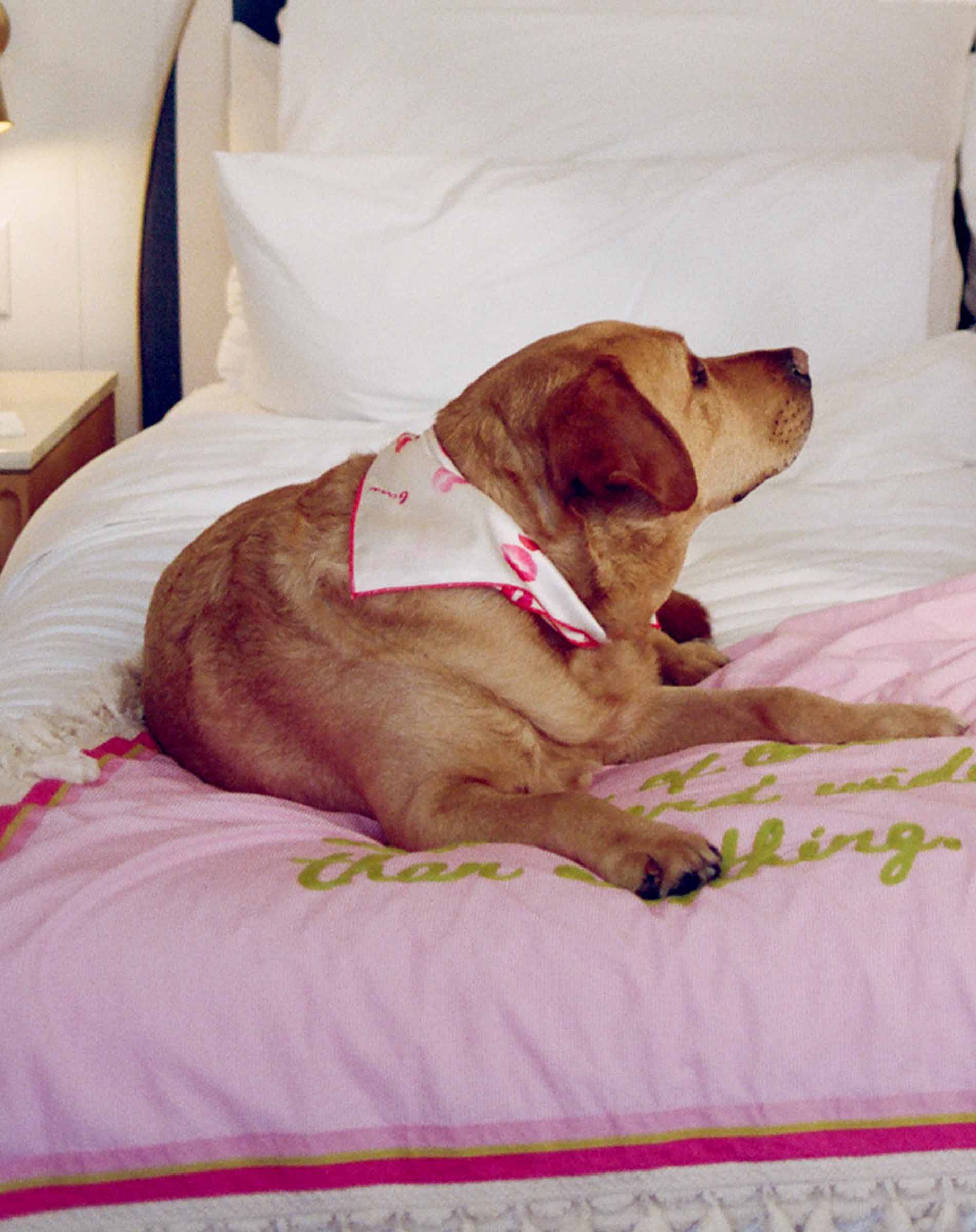 Dog lying on a bed with a pink blanket