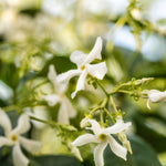 closeup of five opening sections of white flowers 