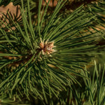 closeup of live pine needles on branch