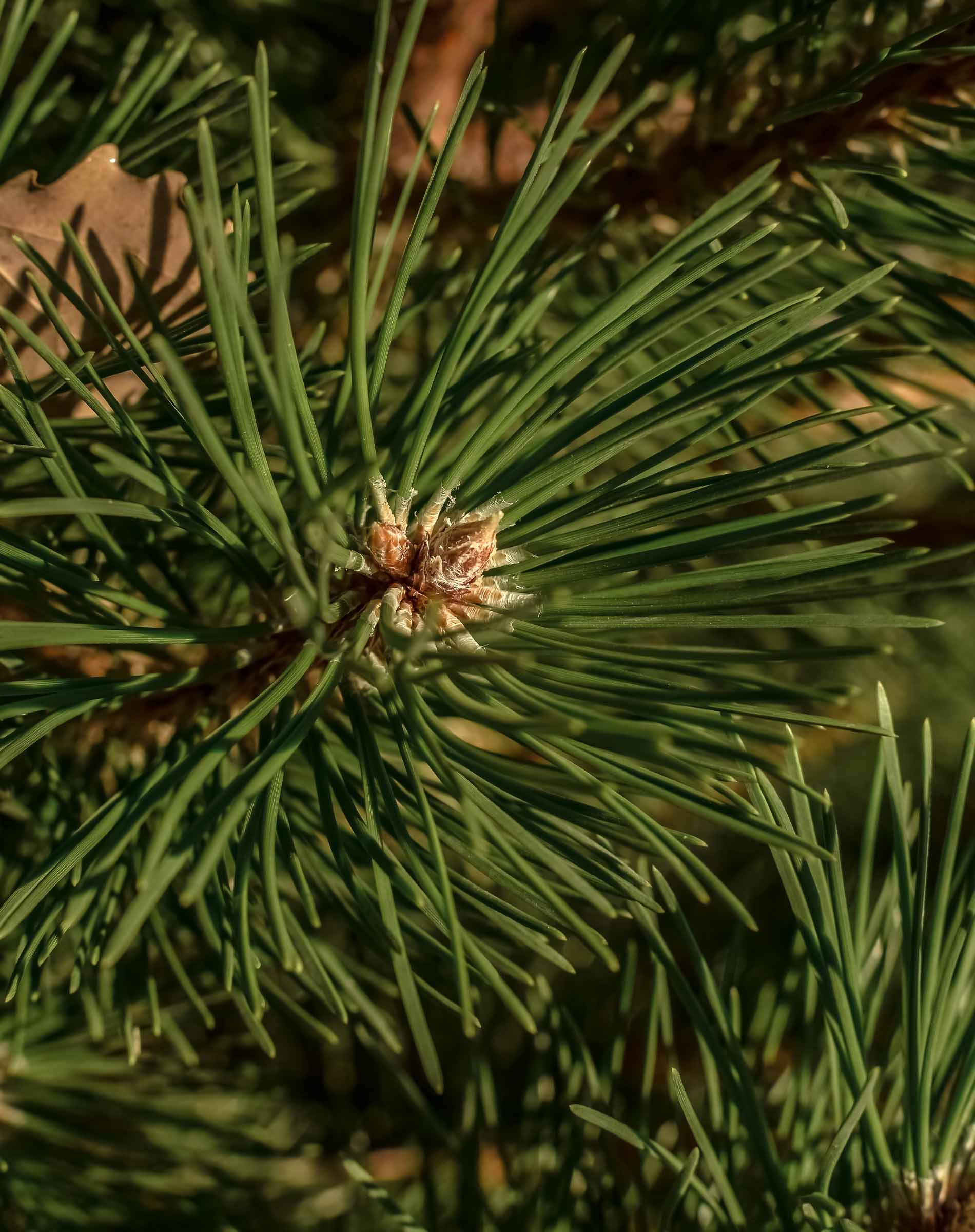 closeup of live pine needles on branch