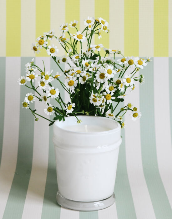 white glass candle on a green yellow and white striped background and white flowers over the top