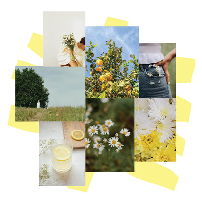 Collage of white daisies, grass, white flower and lemonade