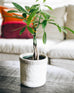 medium sized white with grey trim hand felted planter with a tall plant inside sitting on table