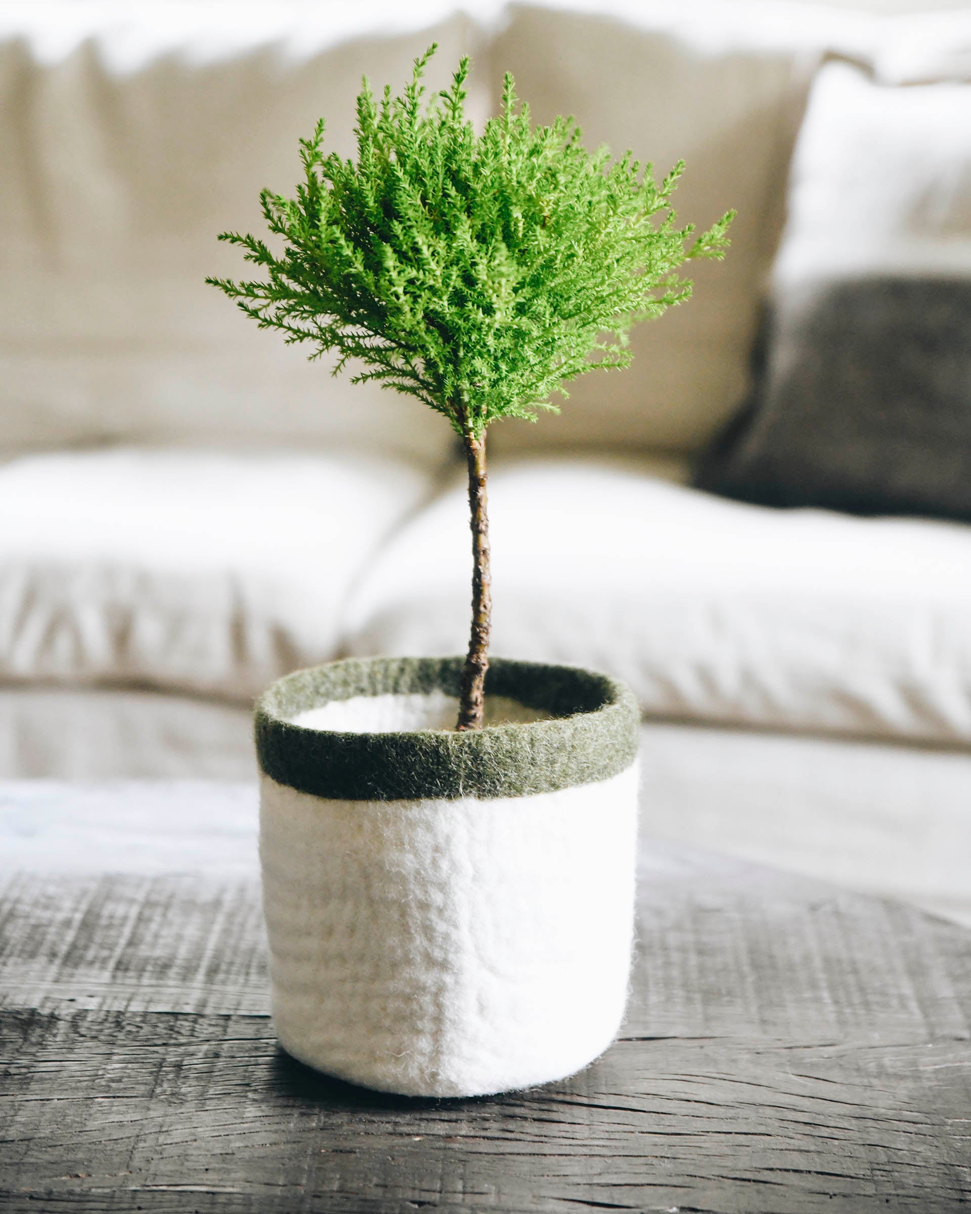 medium sized white with green trim hand felted planter with a plant inside sitting on a table 